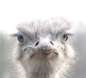 ostrich-1-1403284